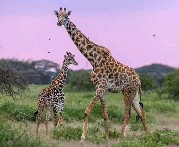 Mikumi Safari Game Drive